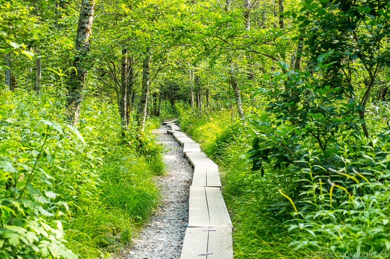 a wood plant walking path in the forest above stone path