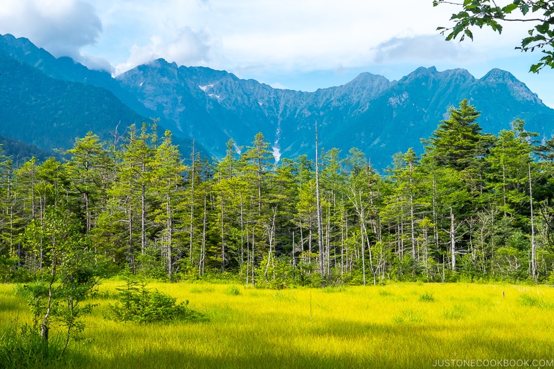 grass with trees and mountains in the background