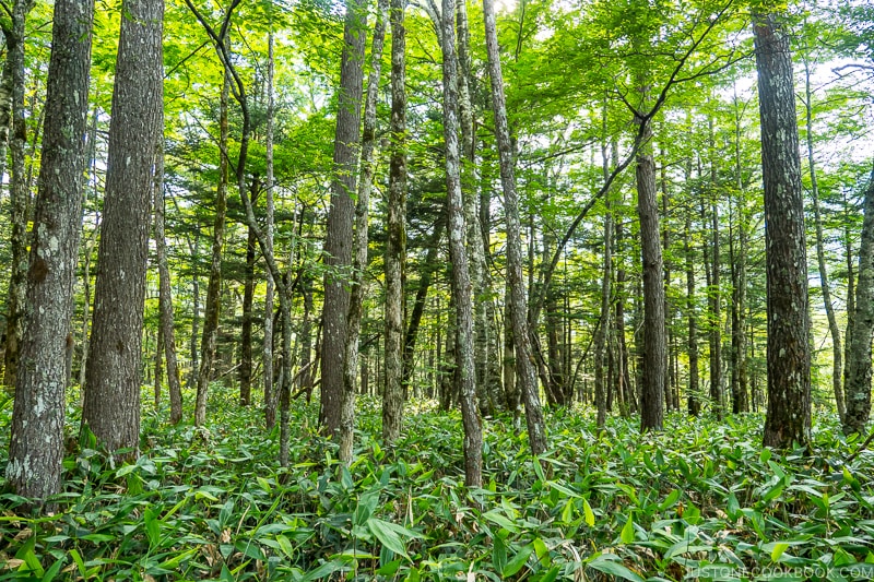 trees with plants growing at the bottom