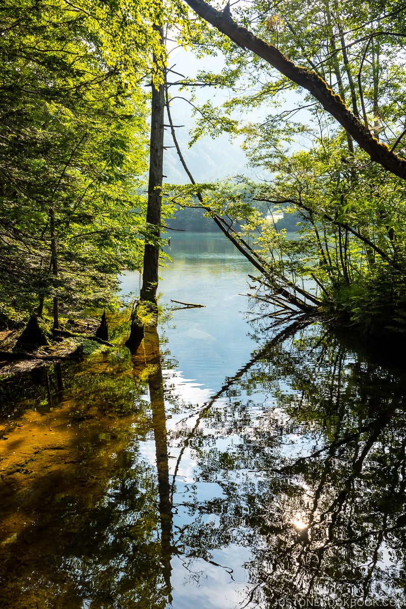 trees reflecting in a pond