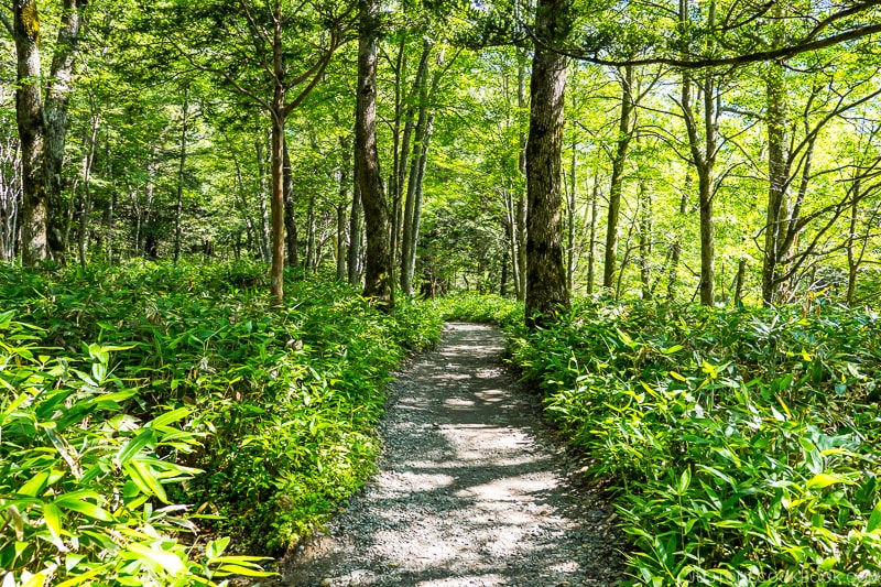 stone pathway surrounded by shrubs and trees