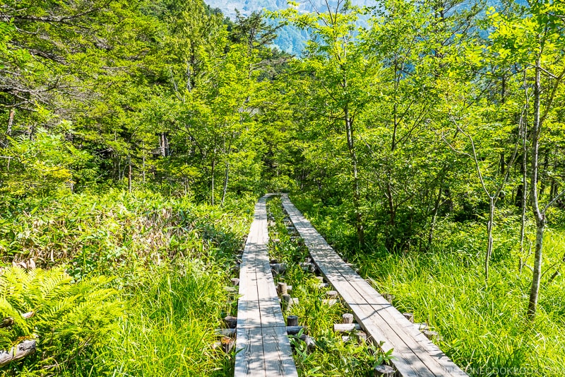 raised wood plank walkway above marsh and surrounded by trees