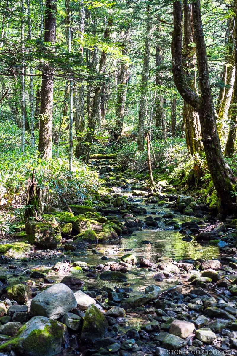 stream flowing down rocks in the shade inside a forest