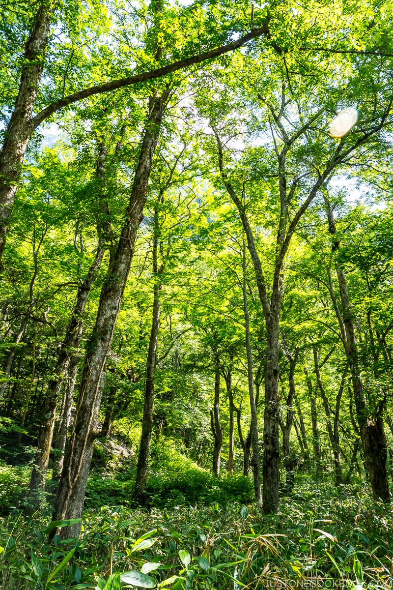 trees and plants in the forest