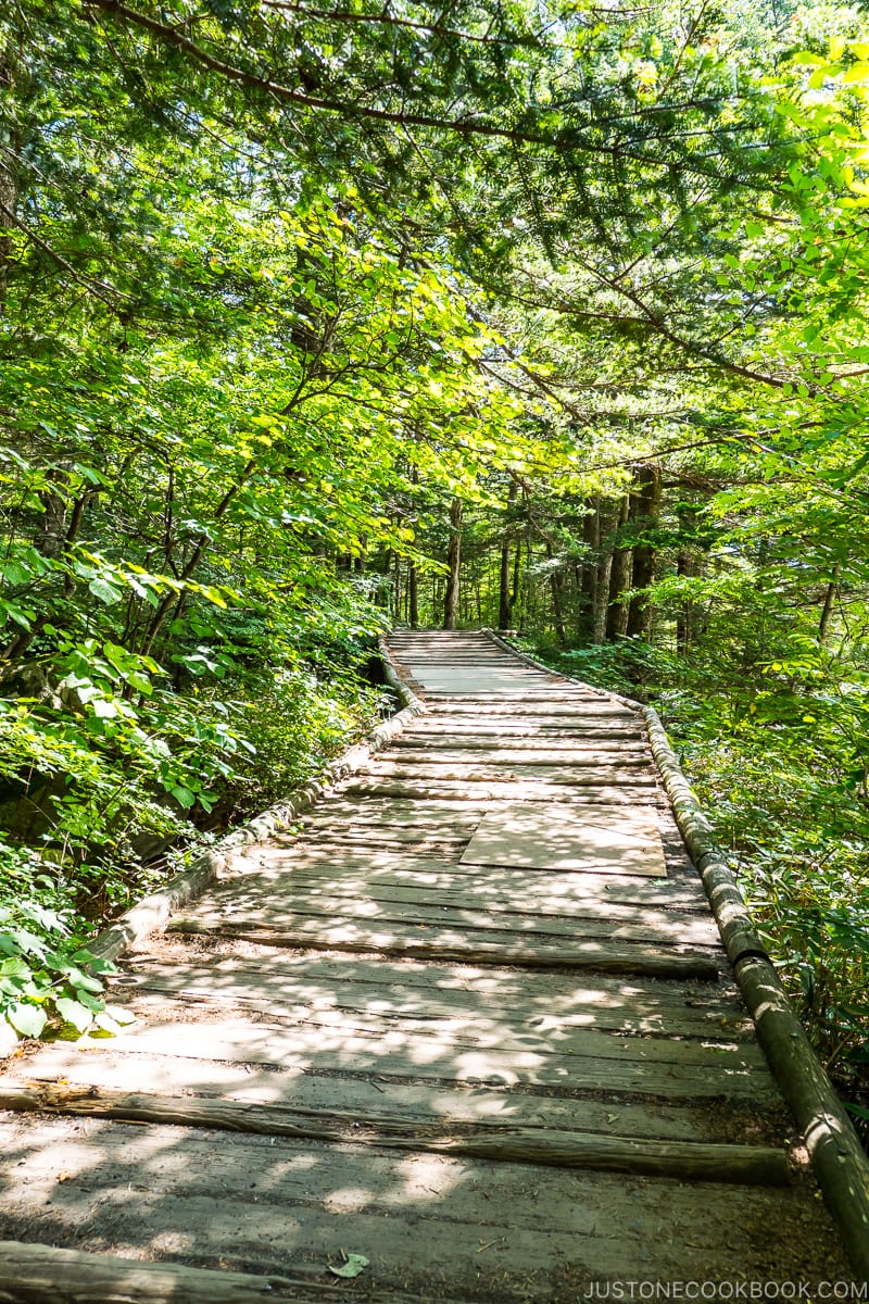 wood walkway in the forest