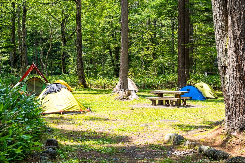 tents set up in an open area surrounded by trees