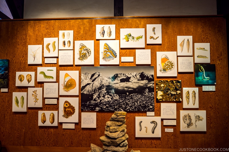 pictures of native animal and plants hanging on a wall surrounding a black and white photo of Kamikochi