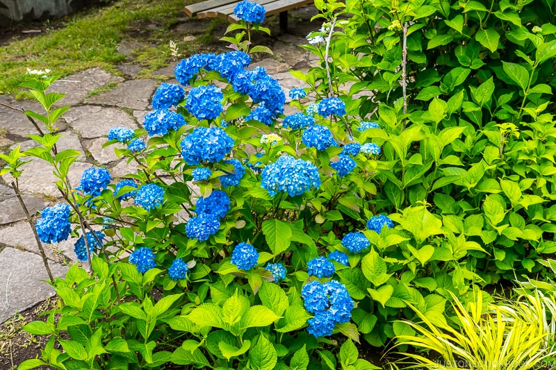 hydrangea in bloom