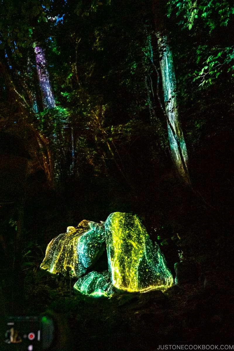 rocks and trees lite up with lights creating an illusion