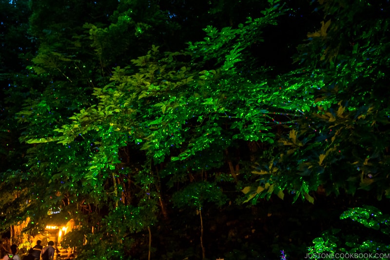 lights shining on trees and leaves at night