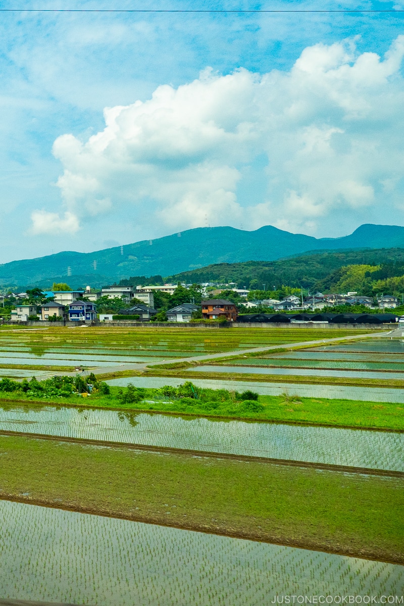 The Cultural Significance Of Japanese Rice Just One Cookbook