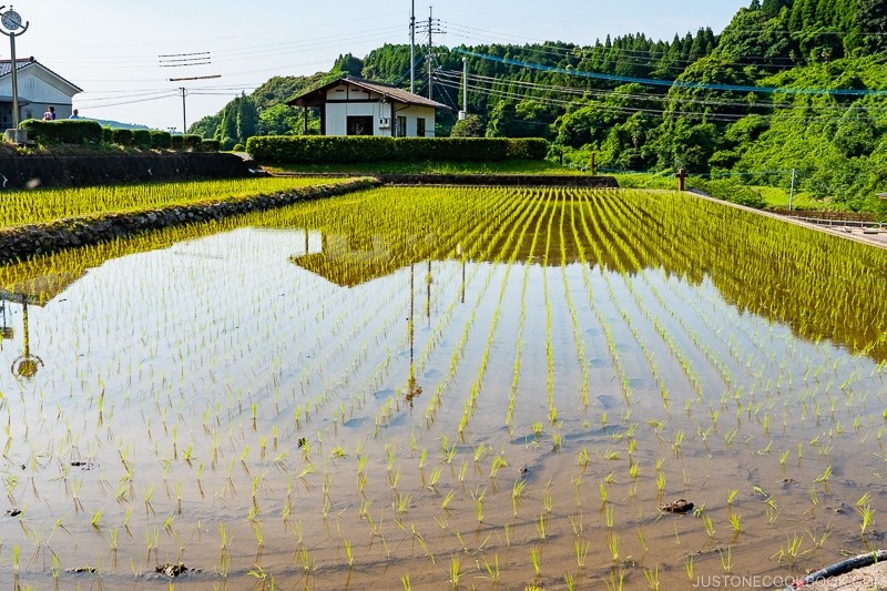 Rice Farm-1040030