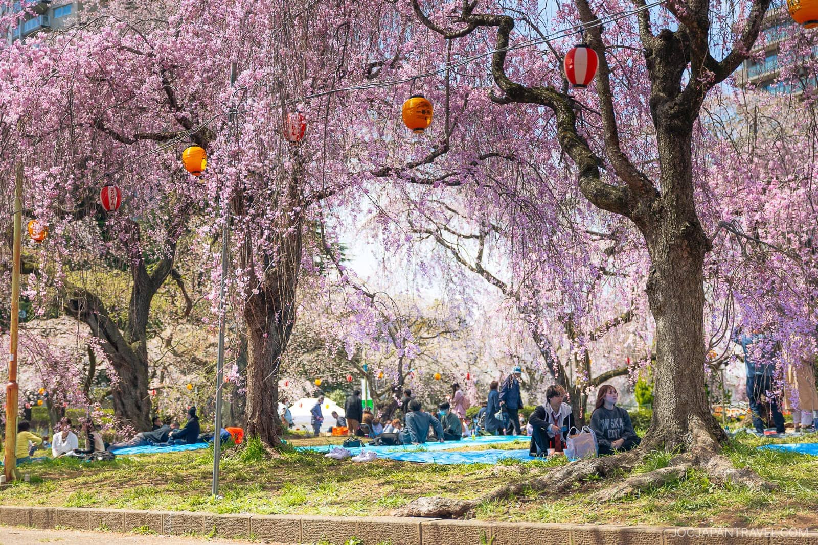 People enjoying a picnic under blooming cherry blossom trees with pink flowers. String lights with red lanterns hang above, blue picnic sheets are spread on the grass, and cherry blossom recipes add to the bright, festive scene.