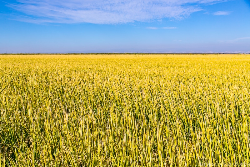 rice field