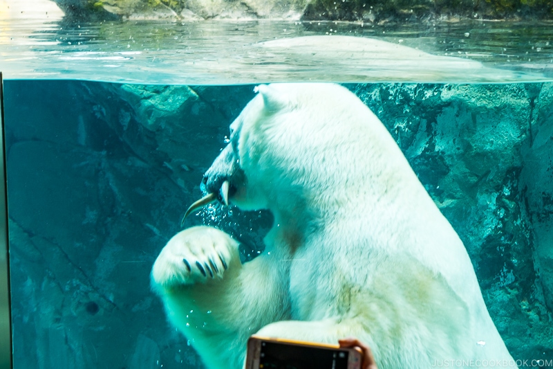 polar bear eating fish in the water behind the glass