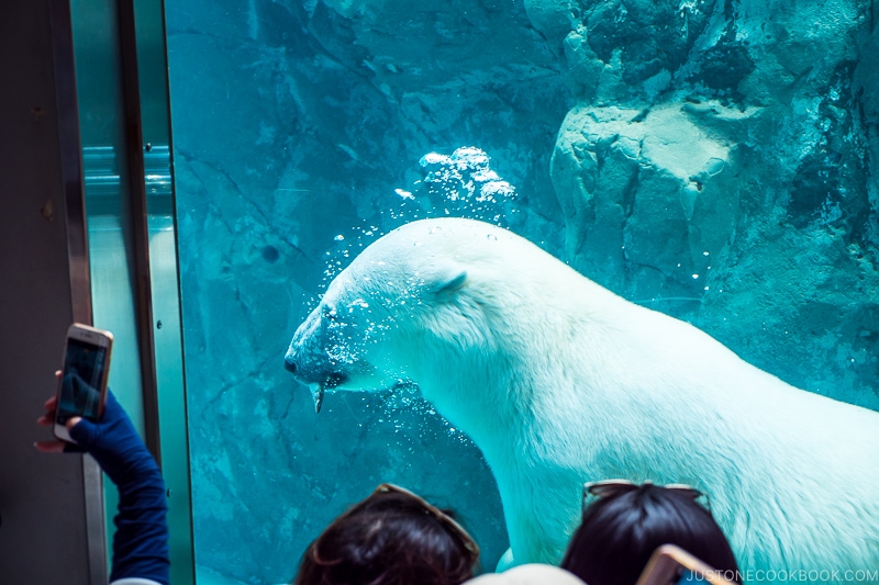 polar swimming in water behind glass with a fish inside its mouth