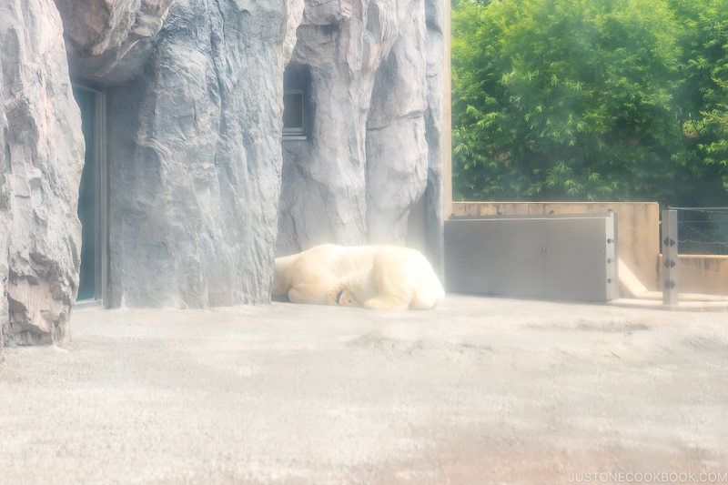 polar bear sleeping outside in the sun