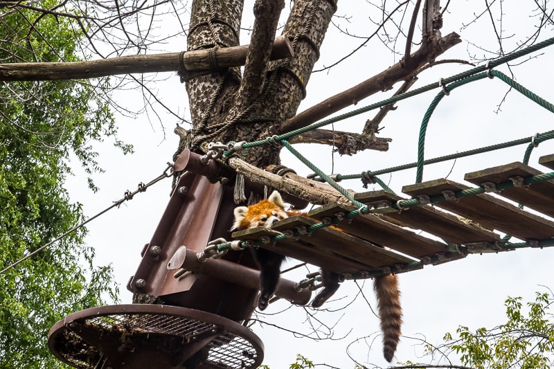 lesser panda resting on a wood plank bridge