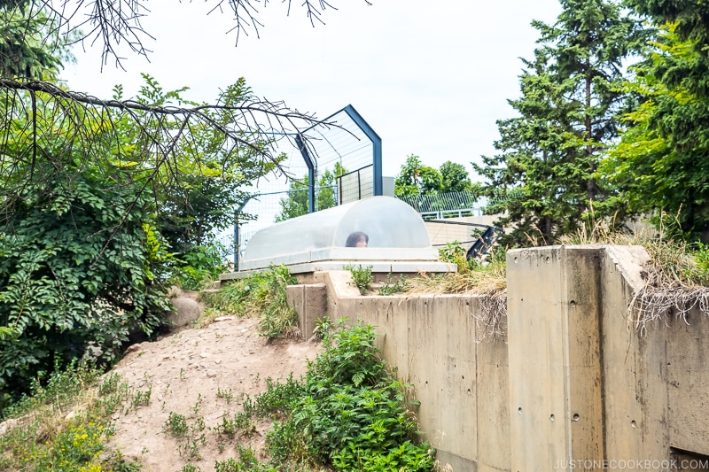 visitor viewing wolves from an enclosure