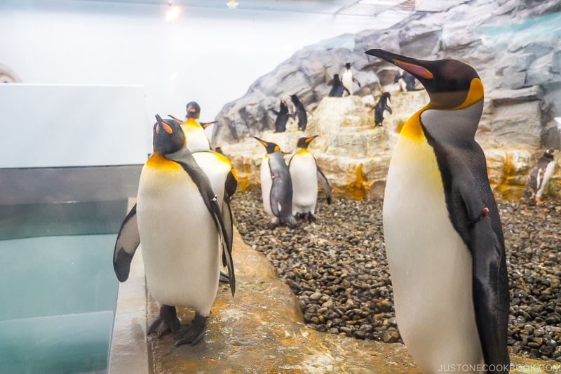 penguins standing on the side of the pool