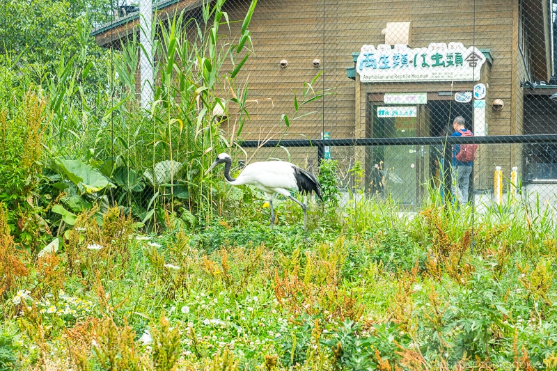 Japanese crane in a enclosure with plants