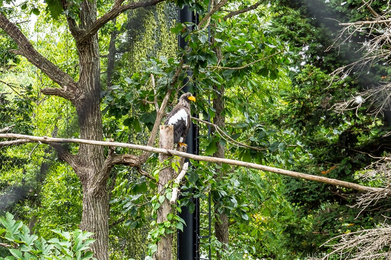 =Steller's Sea Eagle on a tree branch