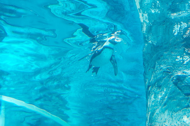 penguin swimming in water