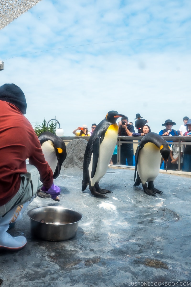 visitors watching penguins being fed