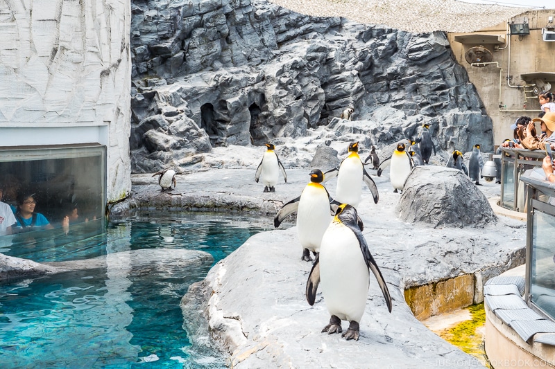 visitors watching penguins from behind a glass