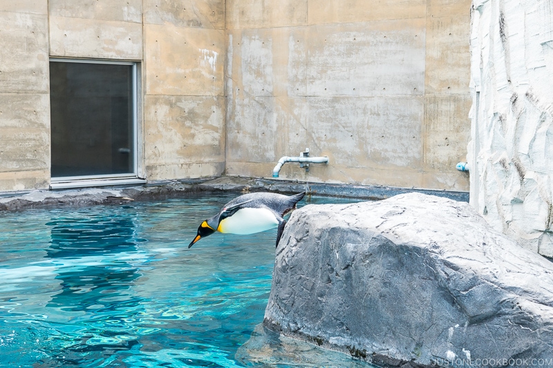 penguins diving off a rock