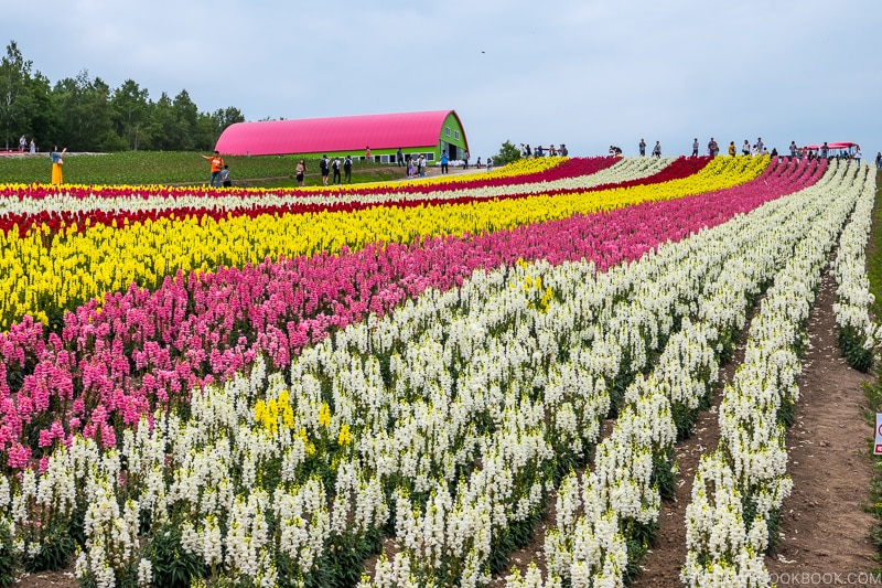 colorful flower fields at Panoramic Flower Gardens Shikisai-no-oka with tourists walking on dirt paths