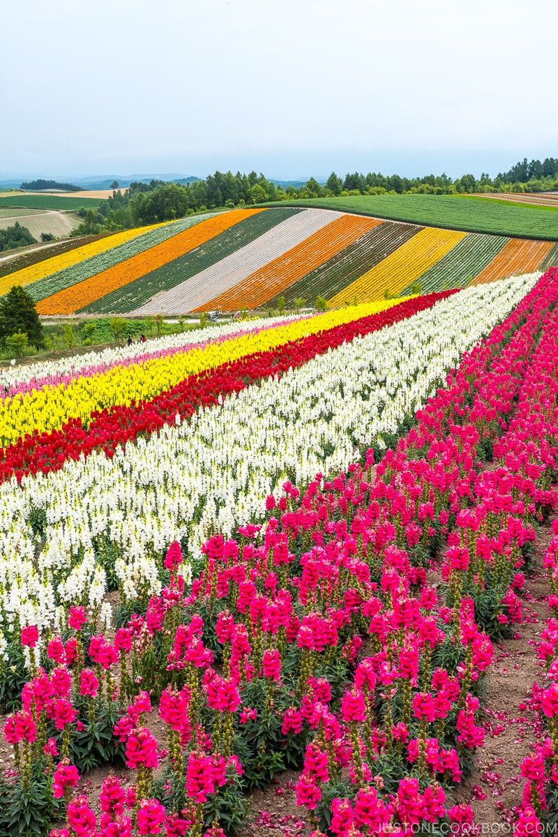 colorful flower fields at Panoramic Flower Gardens Shikisai-no-oka