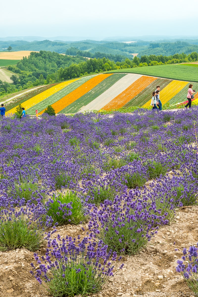 lavender flower fields at Panoramic Flower Gardens Shikisai-no-oka
