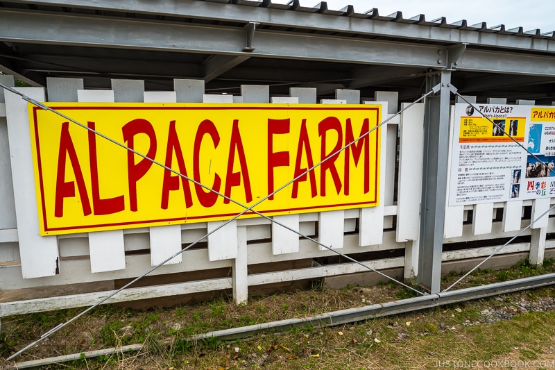 alpaca farm at Panoramic Flower Gardens Shikisai-no-oka