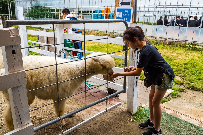 girl feeding alpaca