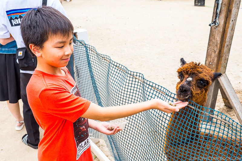 boy feeding alpaca