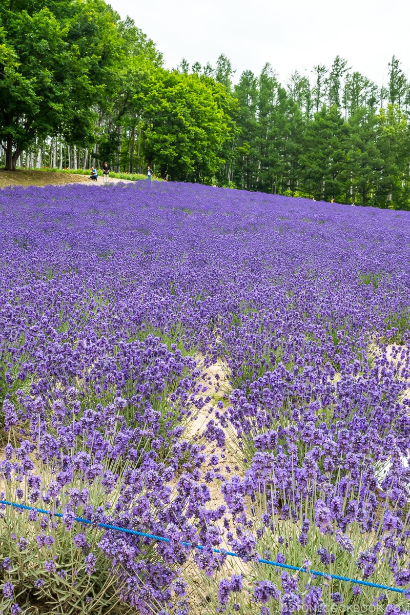 large lavender field at Farm Tomita