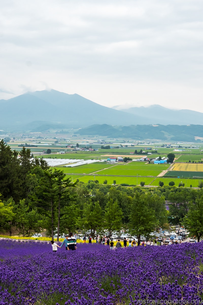 lavender flower fields with mountains in the background