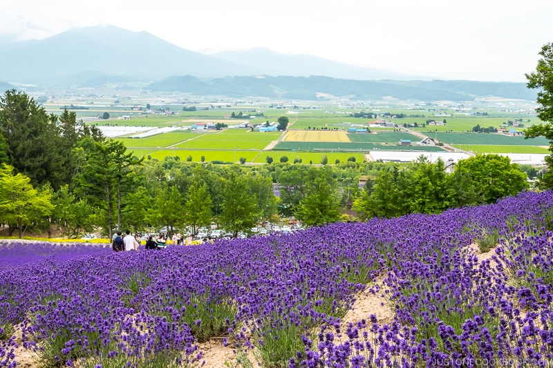 lavender flower fields with mountains in the background