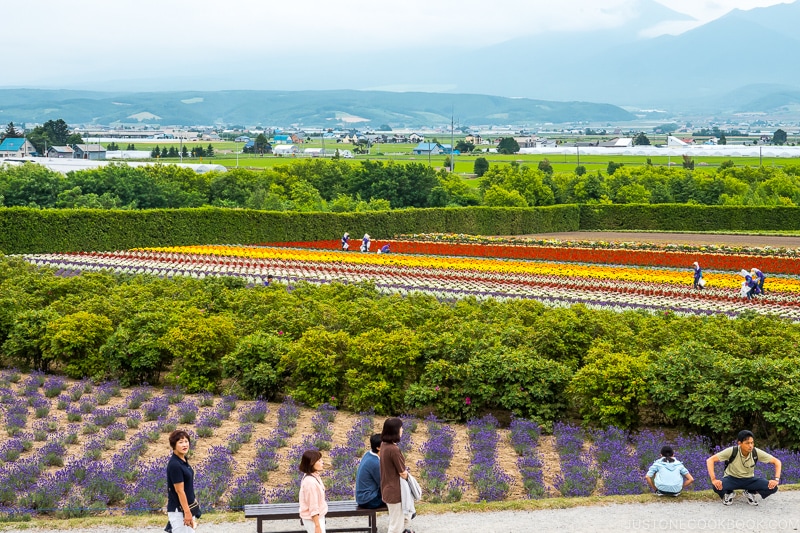 flower fields at Farm Tomita