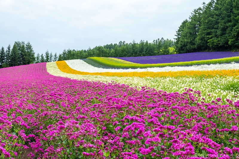 flower fields at Farm Tomita