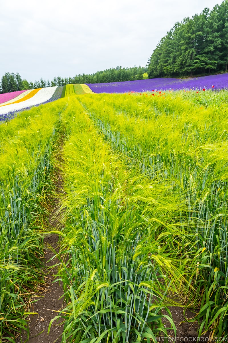 two-rowed barley at Farm Tomita