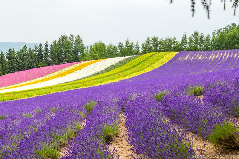 colorful flower fields at Farm Tomita