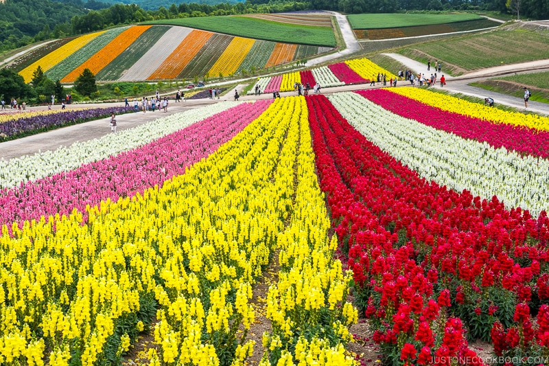 colorful flower fields at Panoramic Flower Gardens Shikisai-no-oka