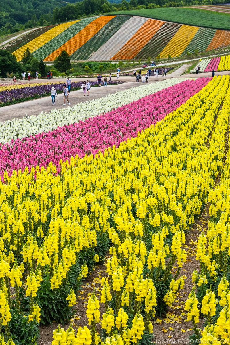 colorful flower fields at Panoramic Flower Gardens Shikisai-no-oka with tourists walking on dirt paths