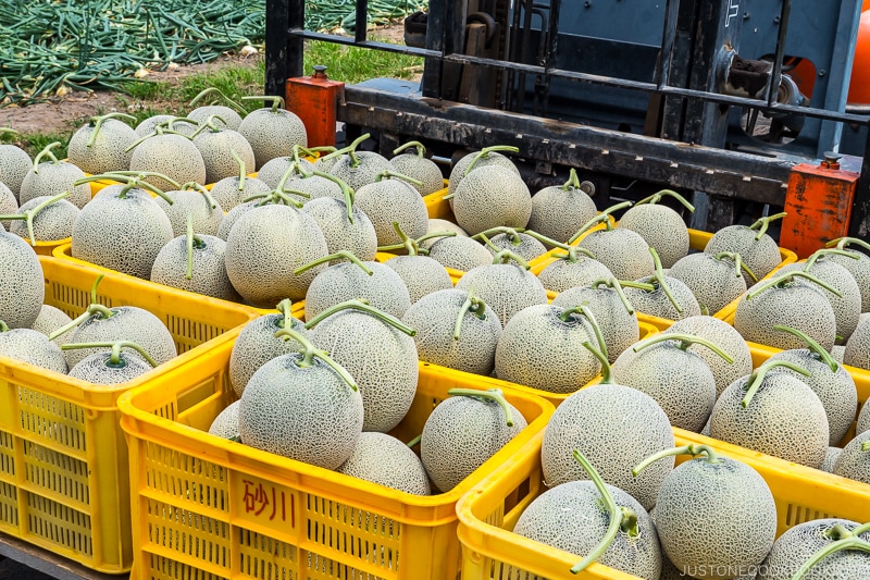 Furano melons in plastic containers