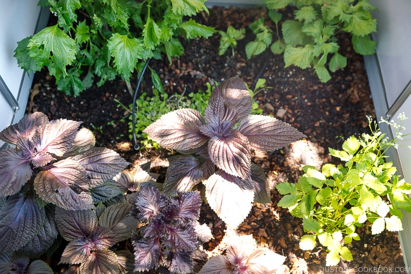 Aka Shiso / Red Perilla Leaves