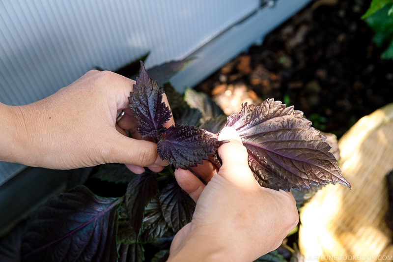 Aka Shiso / Red Perilla Leaves