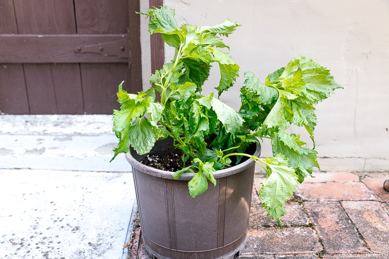 Shiso Plant