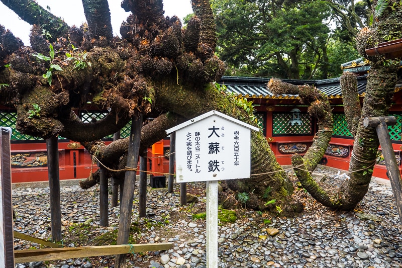 650 year old tree